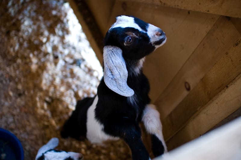 Wee Goat