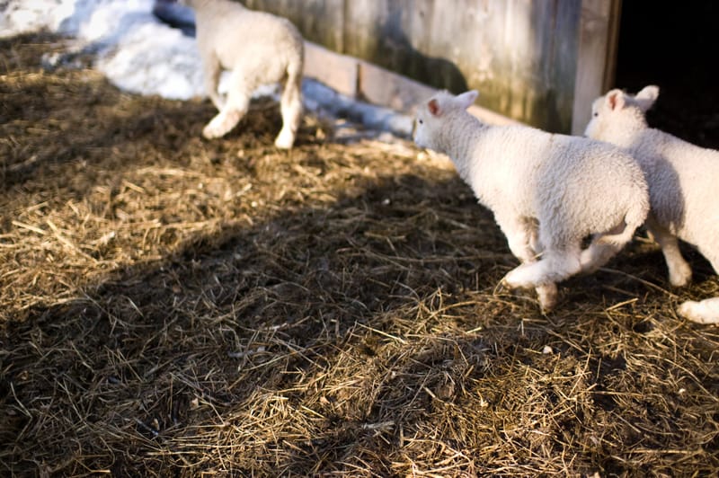 Wee Sheep