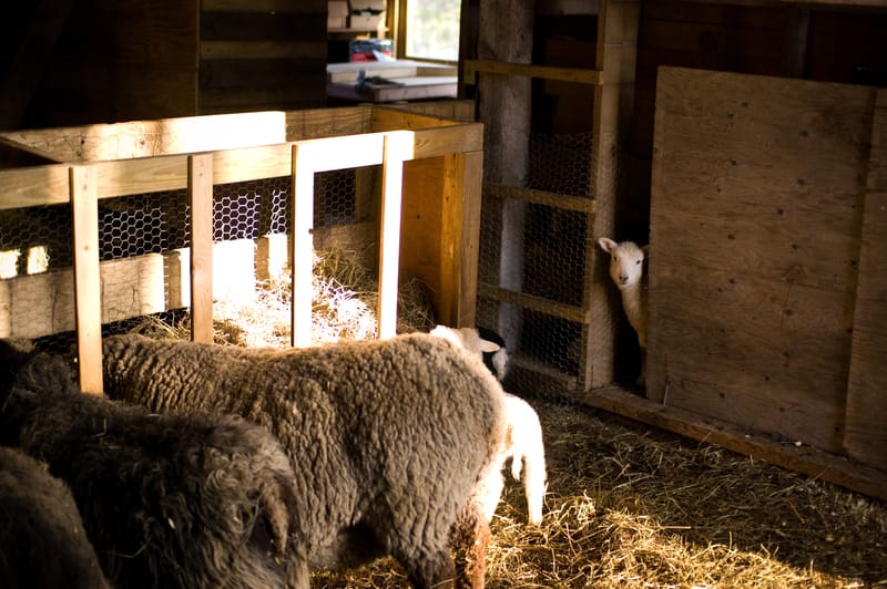 Wee Sheep
