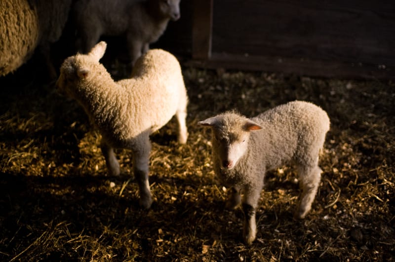 Wee Sheep