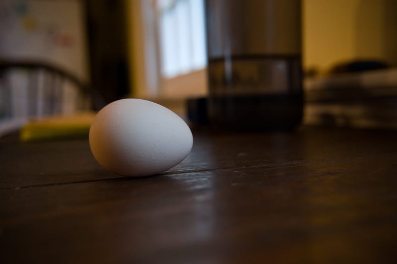 Guinea Egg Study
