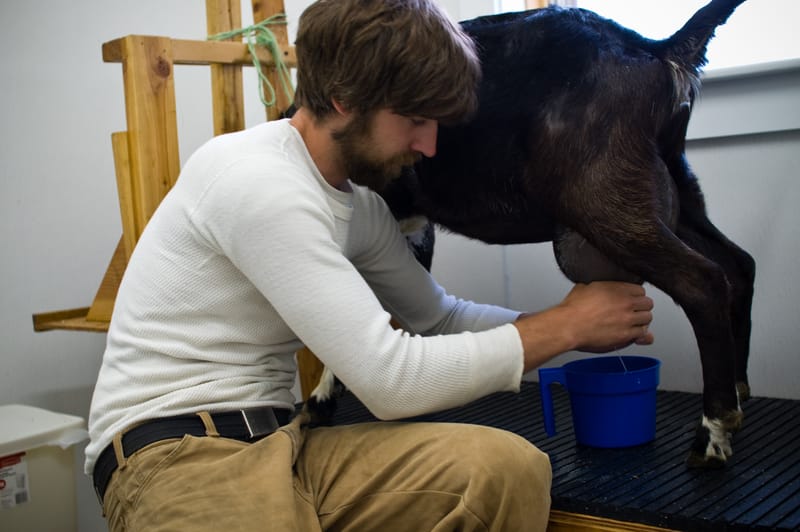 Milking Bennie