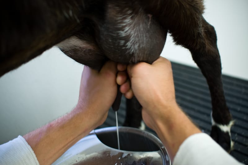 Milking Bennie