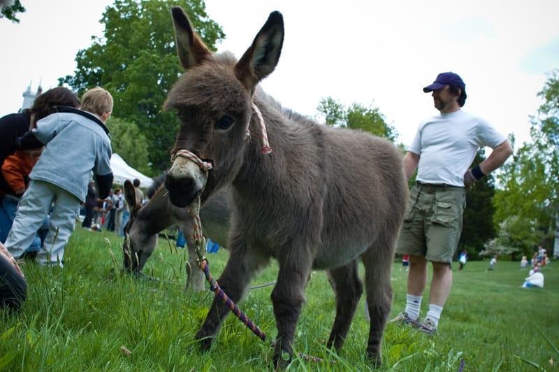 Wee Donkey