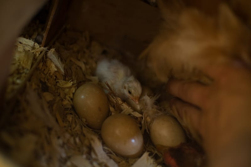 Guinea Hatch