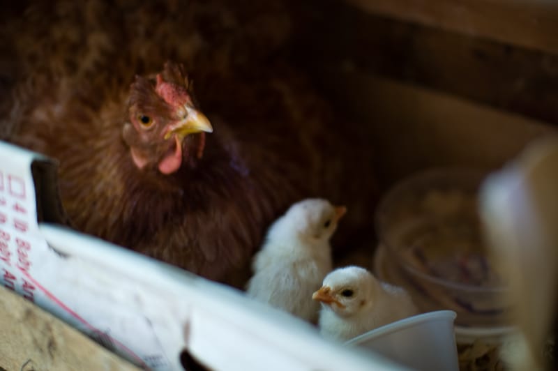 Guinea Daylings