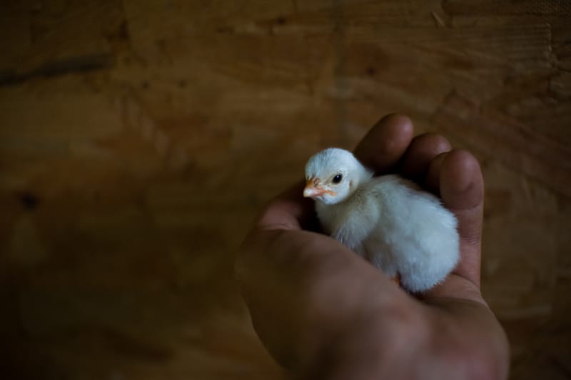 Guinea Daylings