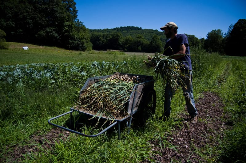 Garlic Buggie