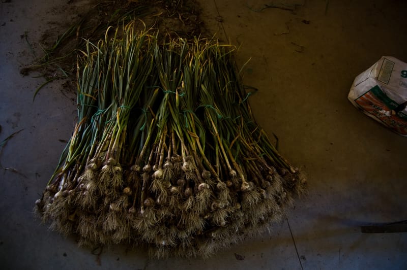 Garlic Pile