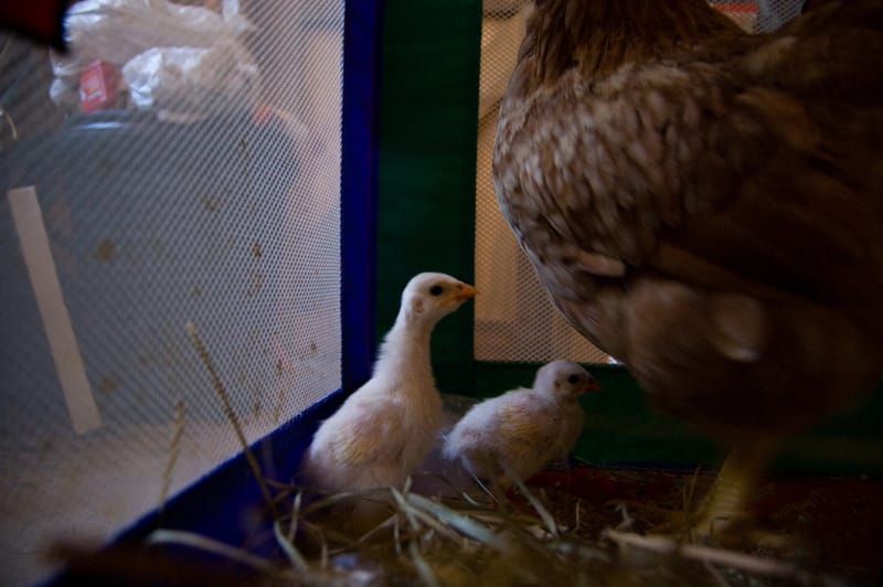 Guinea Fowl, One Week