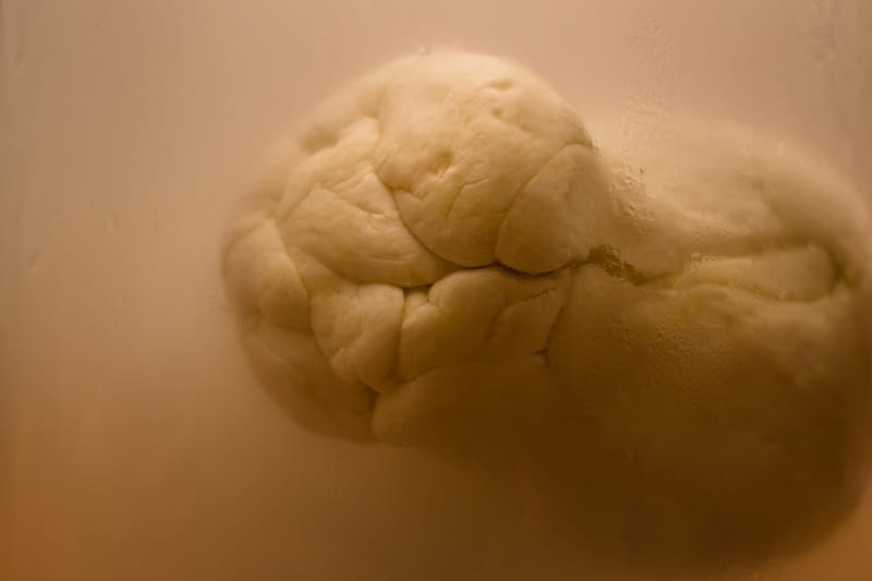 Preserved Specimen